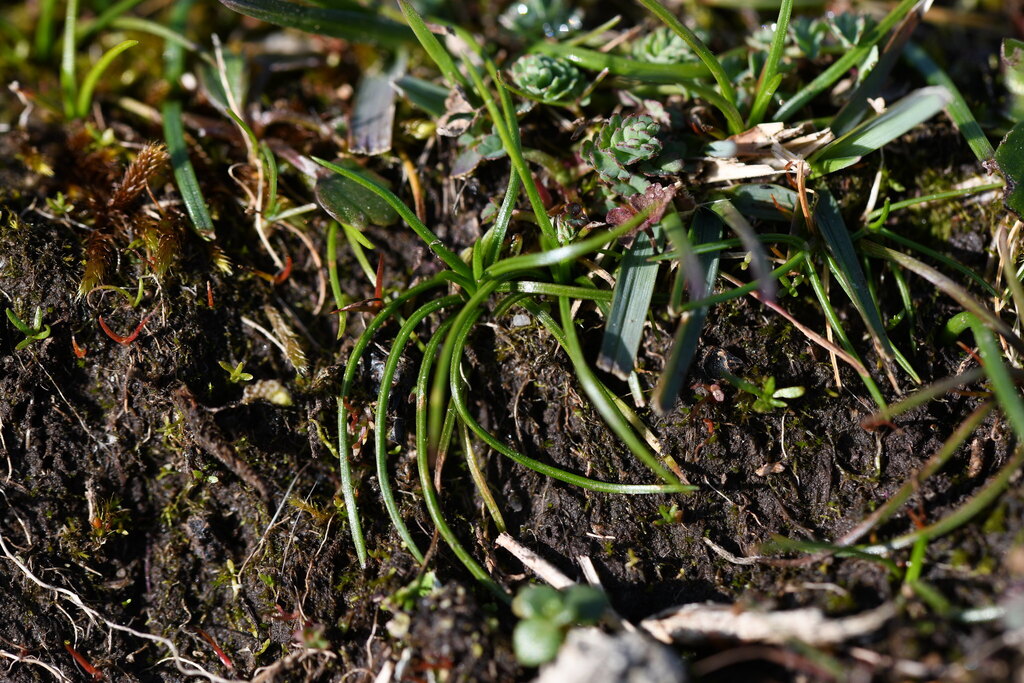 Isoetes histrix; photograph (c) Flavien Saboureau, some rights reserved (CC BY)