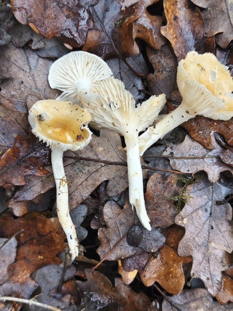 Hygrophorus nemoreus