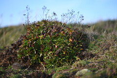 Limonium ovalifolium
