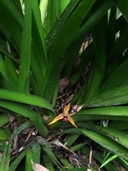 Maxillaria nasuta