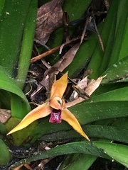 Maxillaria nasuta