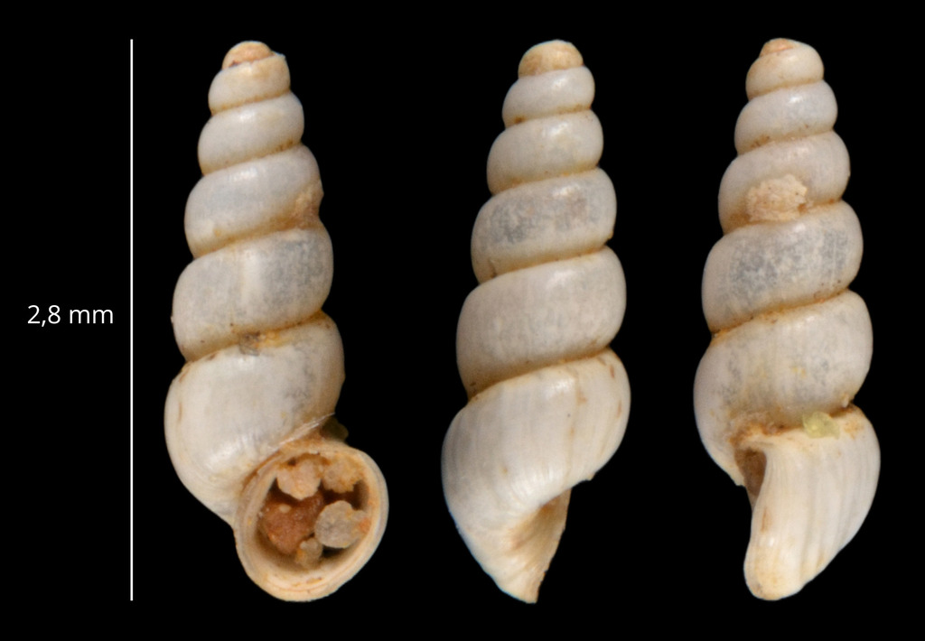 Paladilhia gloeeri