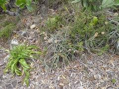 Celmisia major major