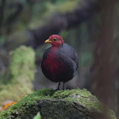 Haematortyx sanguiniceps