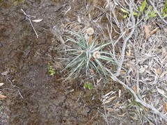 Celmisia major major