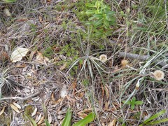 Celmisia major major