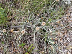 Celmisia major major