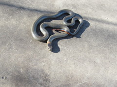 Diadophis punctatus similis