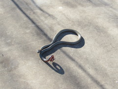Diadophis punctatus similis