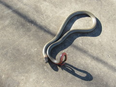 Diadophis punctatus similis