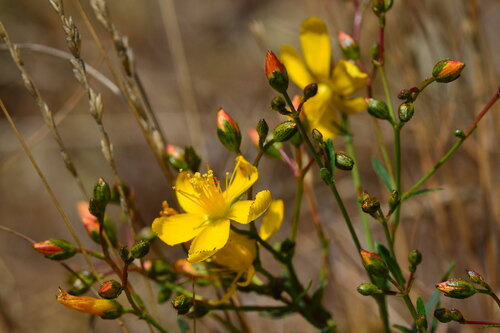 Toadflax-leaved St John's-wort (Hypericum linariifolium)