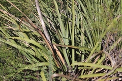 Dasylirion berlandieri