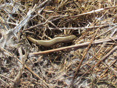 Plestiodon skiltonianus interparietalis