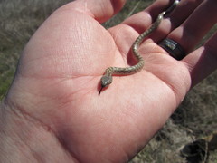 Hypsiglena ochrorhynchus klauberi