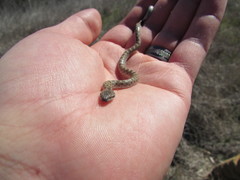 Hypsiglena ochrorhynchus klauberi