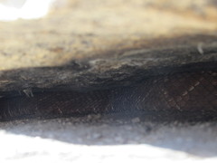 Crotalus ruber ruber