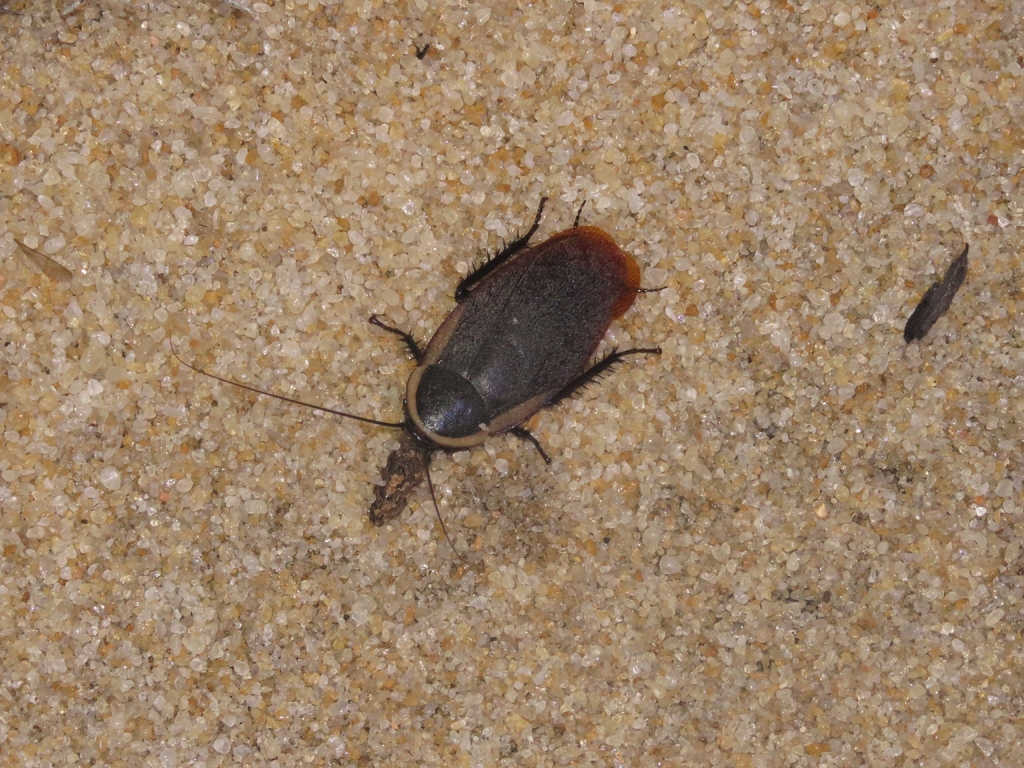 Nyctibora sericea