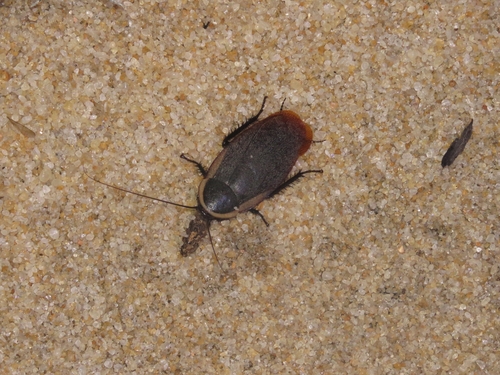 Nyctibora sericea