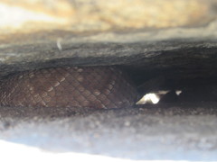 Crotalus ruber ruber