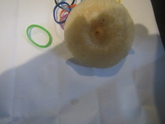 Lentinus squarrosulus