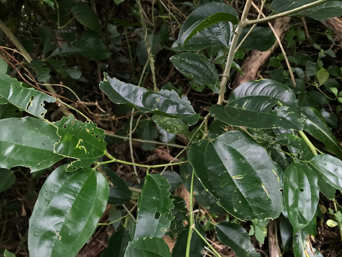 Celtis philippensis observed 2025-12-09