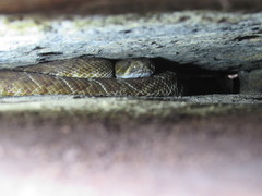 Crotalus ruber ruber