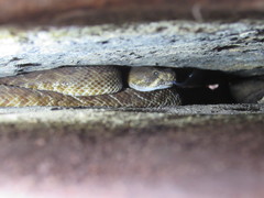 Crotalus ruber ruber
