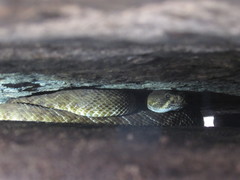 Crotalus ruber ruber