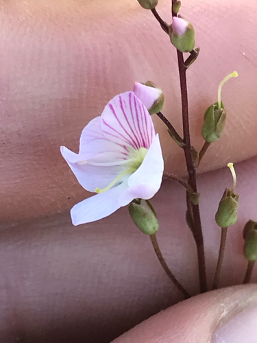 Veronica lyallii, photograph 4