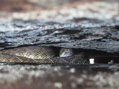 Crotalus ruber ruber