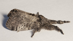 Dasychira vagans