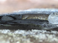 Crotalus ruber ruber