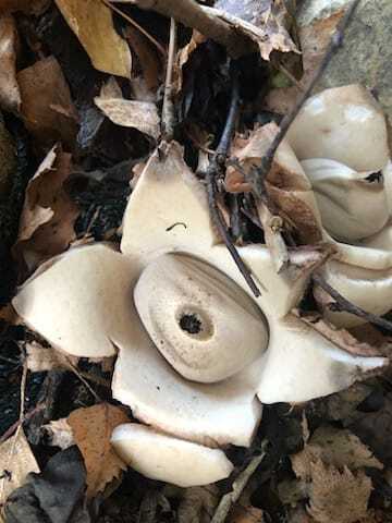 Geastrum michelianum · December 2025 · photo: © tilgatezoo (iNaturalist, cc-by)
