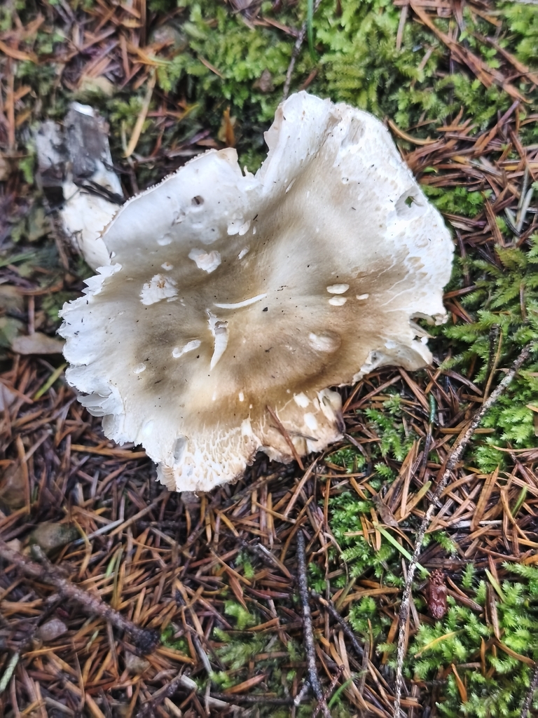 Tricholoma saponaceum · December 2025 · photo: © mycototor (iNaturalist, cc-by)
