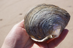 Pinctada mazatlanica