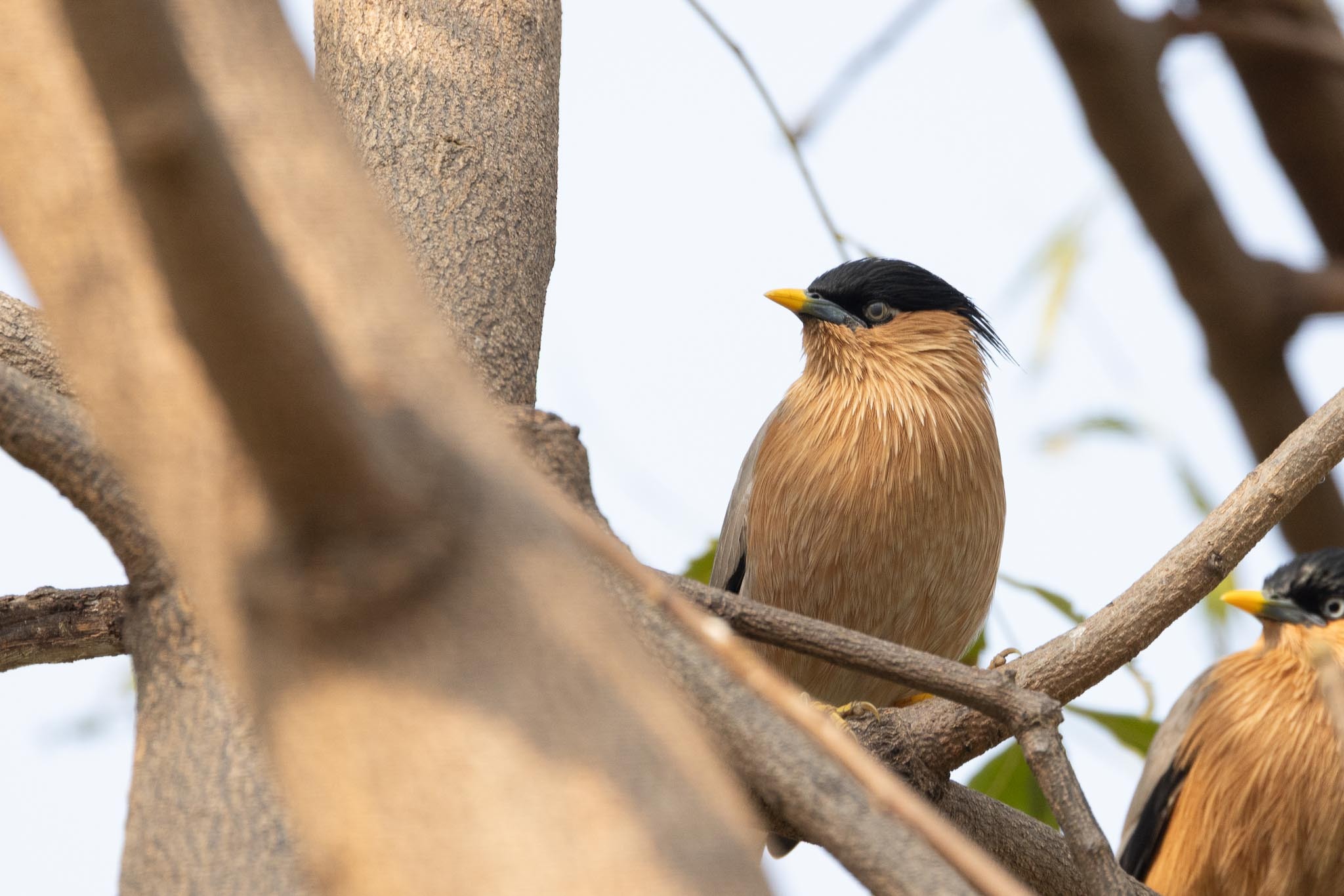Brahminy Starling