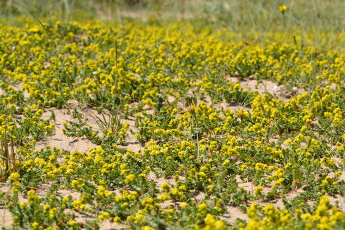 Sand Bedstraw (Galium arenarium)