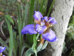 Trimezia coerulea