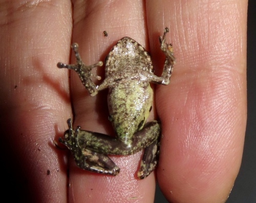 Anil's Bush Frog, Raorchestes anili