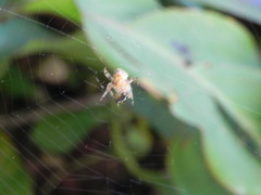 Trimezia coerulea