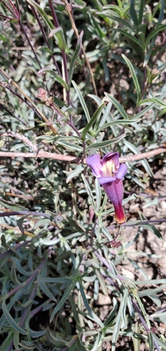 Plumas County Beardtongue (Penstemon neotericus)