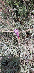 Penstemon neotericus