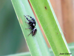 Dendryphantes mordax