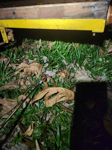 Brown Tree Snake sighting