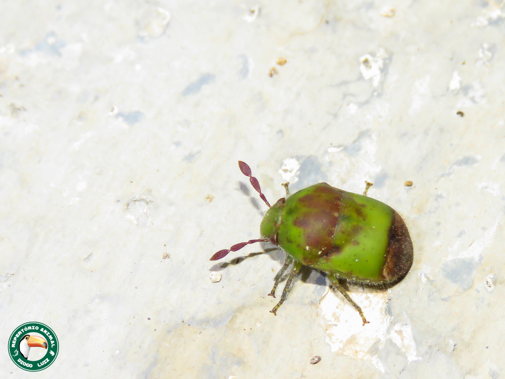 Dystus puberulus