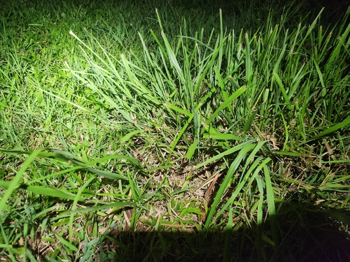 Brown Tree Snake sighting