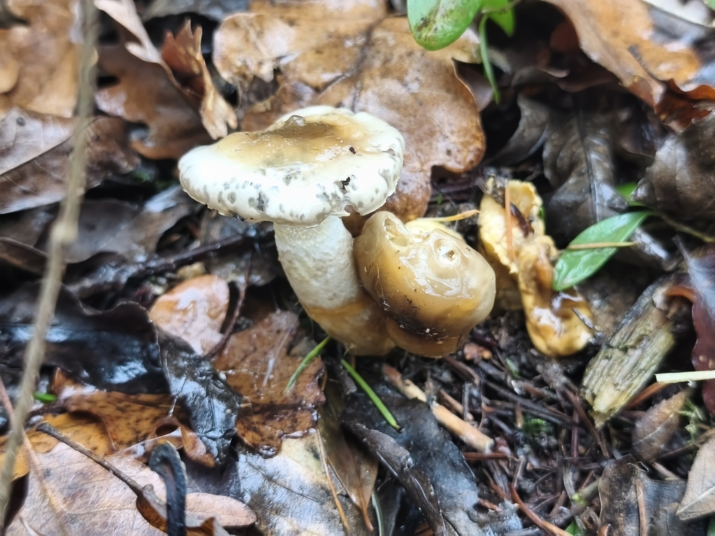 Hygrophorus glutinifer · December 2025 · photo: © mycototor (iNaturalist, cc-by)