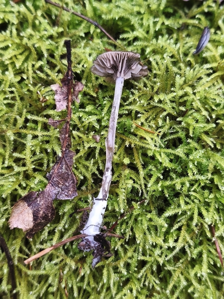 Tephrocybe rancida · December 2025 · photo: © mycototor (iNaturalist, cc-by)