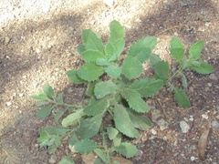 Pseudoconyza viscosa