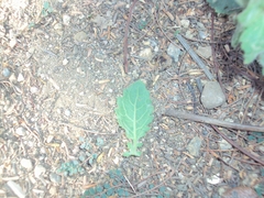 Pseudoconyza viscosa